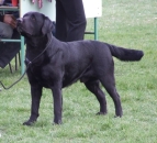 Hugo